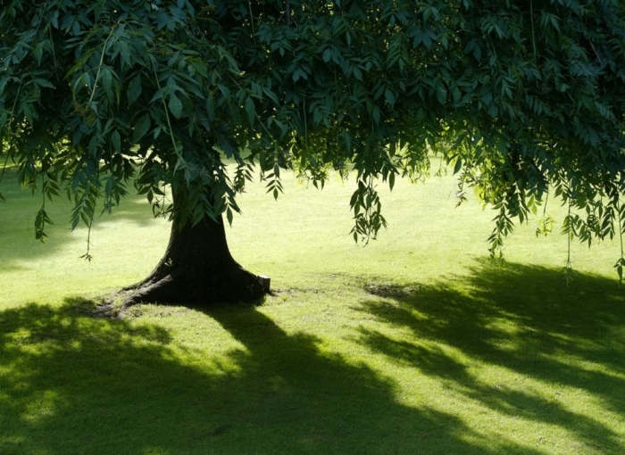 Tree Shade